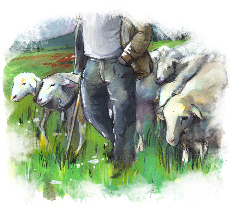 Cencerros Ovejas. Compra venta de ovejas al mejor precio y adopción