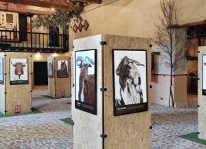 ZAMORA ACOGE EL ROADSHOW BESTIARIUM DE INTEROVIC EN FROMAGO: SOSTENIBILIDAD, ARTE, GASTRONOMÍA Y TRADICIÓN RURAL